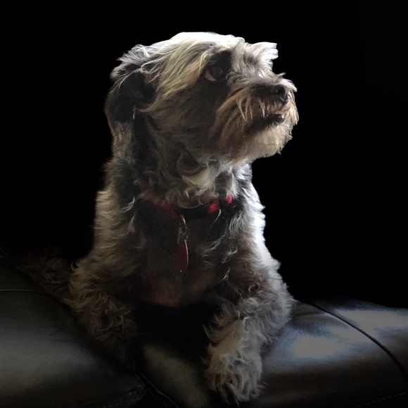 Meet your Posher, Patsy - Picture 2 of 4